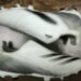 Бутси Adidas X, розмір 38 (устілка 24 см) стан ВІДМІННИЙ